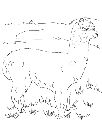 Alpaca On A Pasture Coloring Page